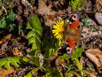 Tagpfauenauge an Löwenzahn Blüte